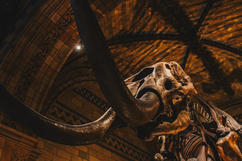 the natural history museum london uk